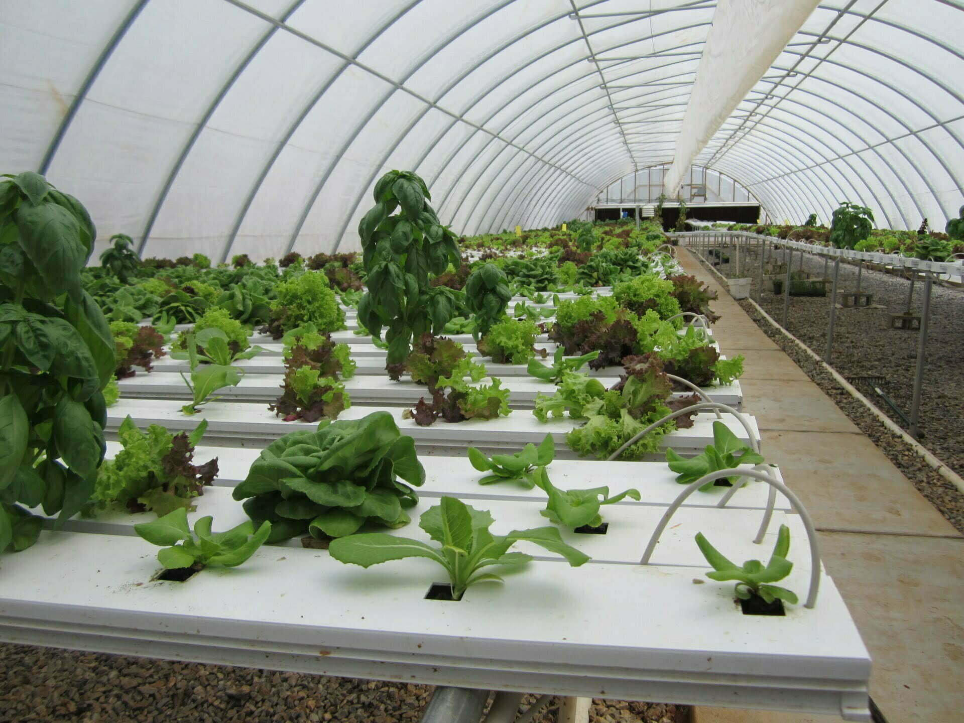 hydroponic lettuce fertilizer