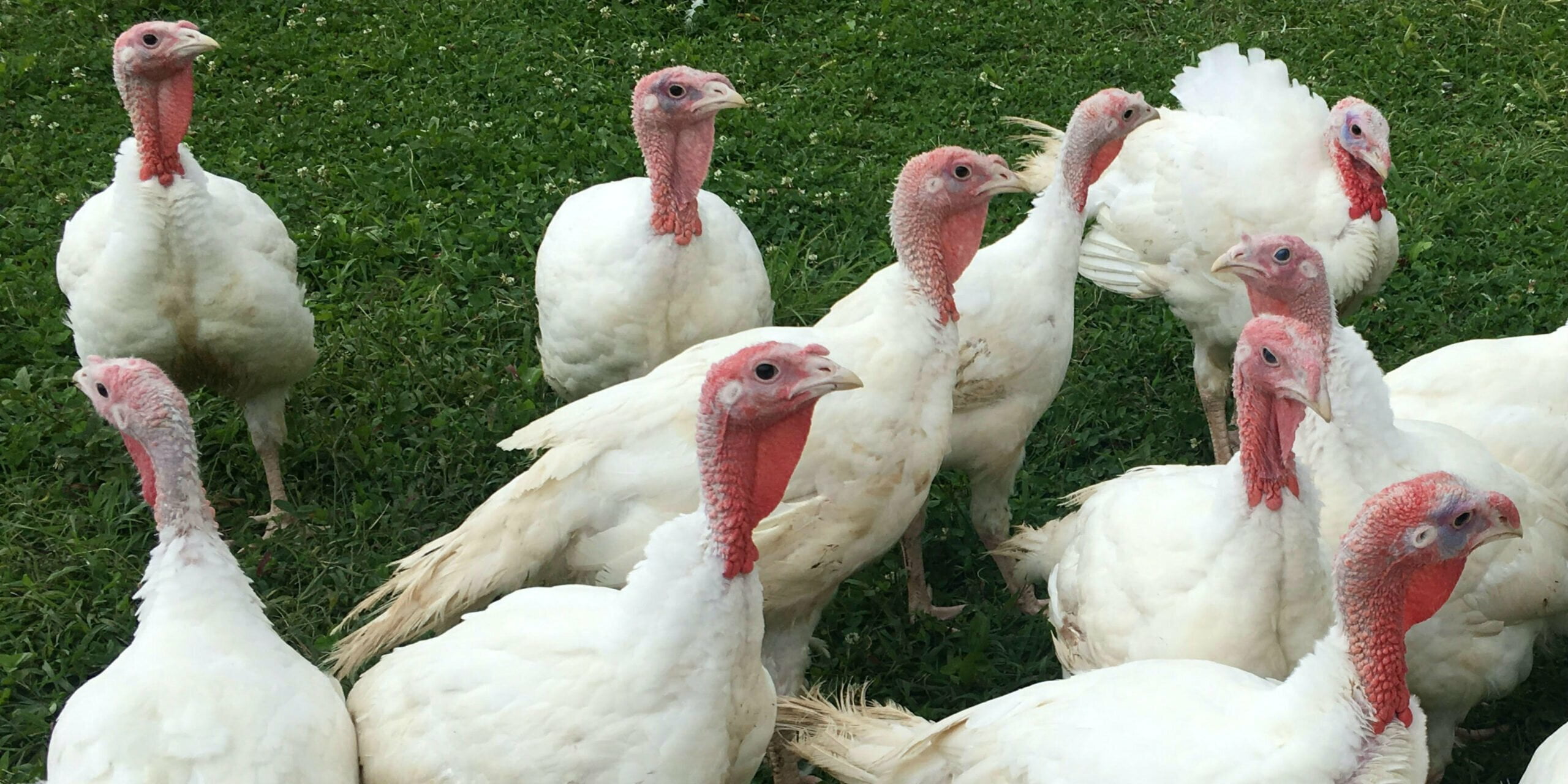 Local Turkey Availability - ASAP Connections