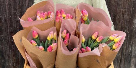 pink tulips from Carolina Flowers