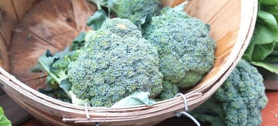 Local Broccoli