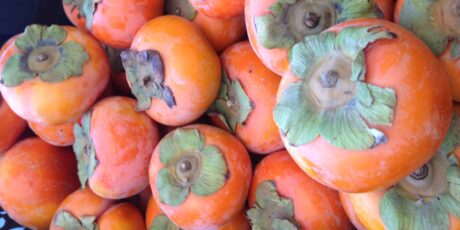 persimmons from Lee's One Fortune Farm