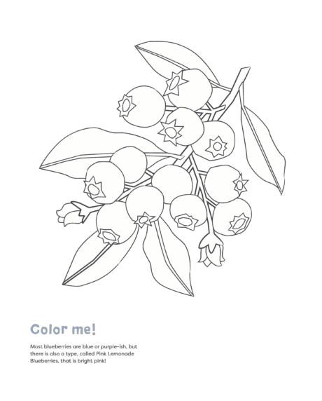 Blueberry coloring page