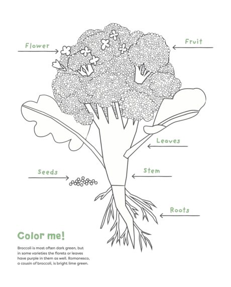 Broccoli coloring page
