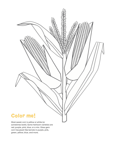 Corn coloring page