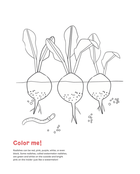 Radishes coloring page