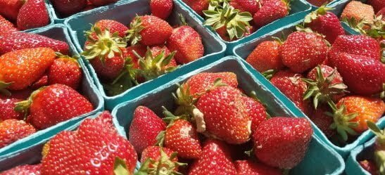 Strawberries from McConnell Farms