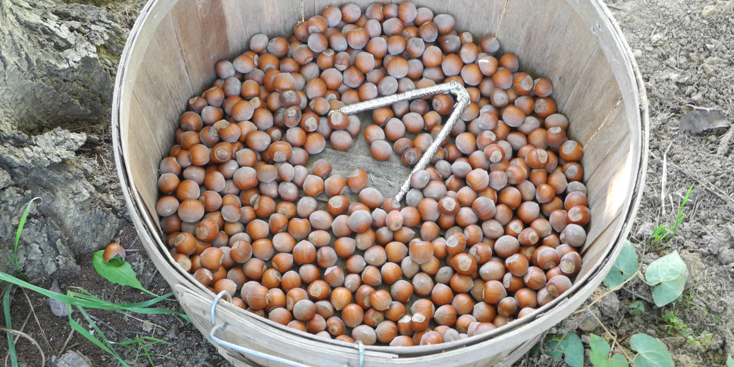 hazelnuts at Full Sun Farm