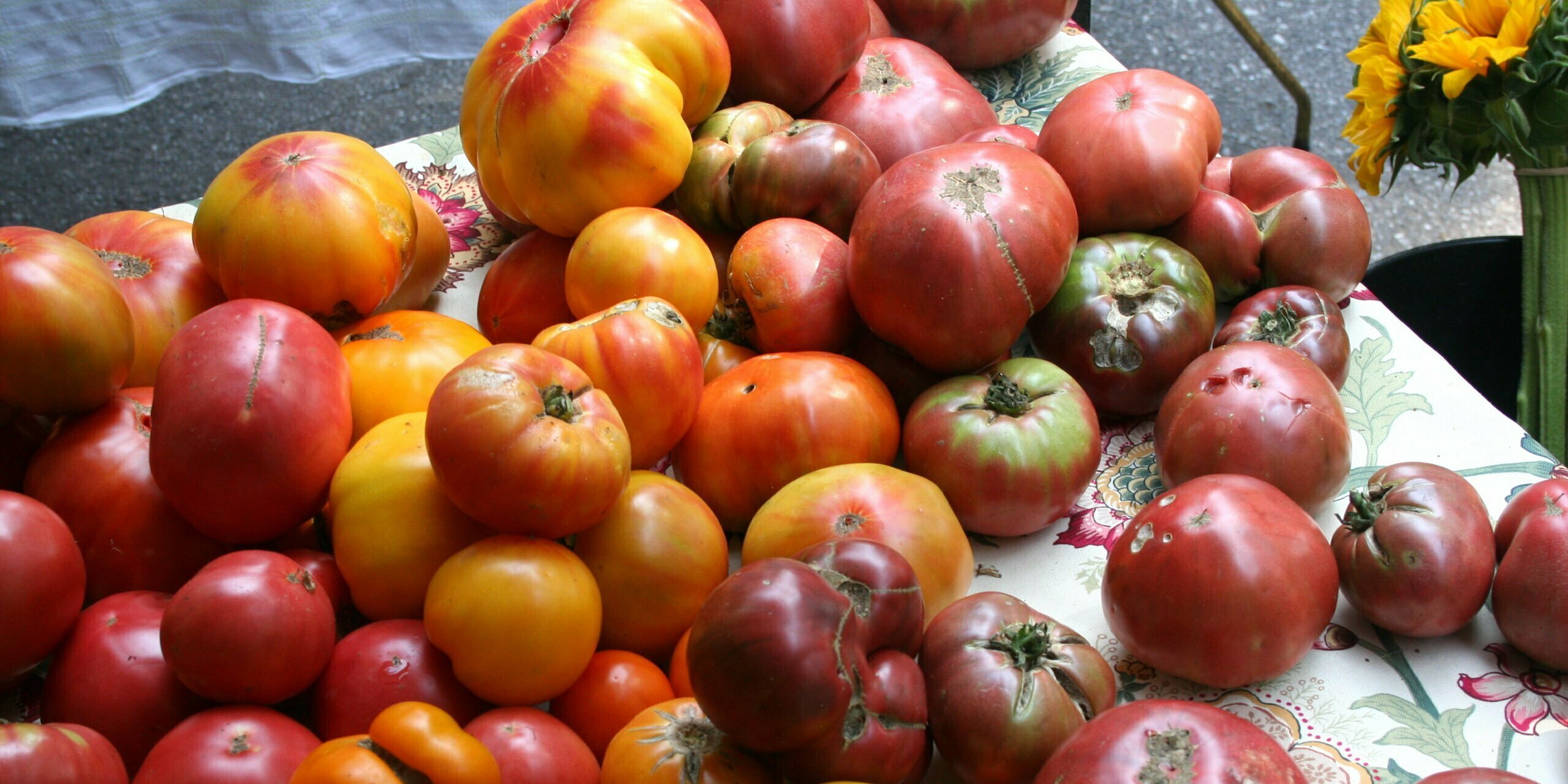 tomatoes from Full Sun Farm