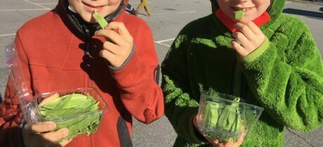 eating snap peas at the farmers market