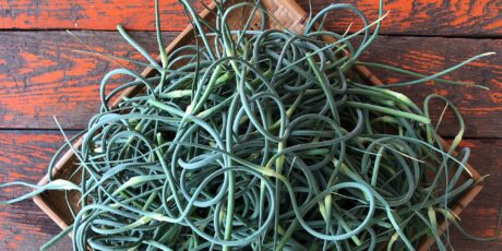 garlic scapes, photo by Meghan Bosley
