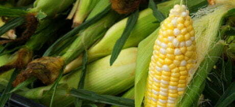 corn from McConnell Farms