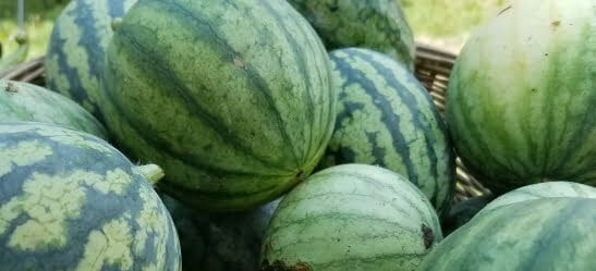 Watermelons from Full Sun Farm