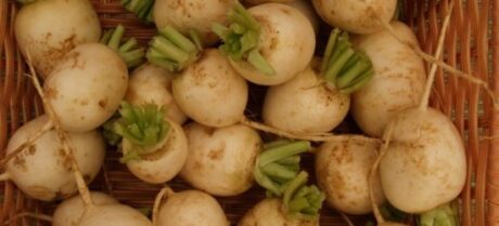 Sweet Hakurei turnips make an appearance at Asheville City Market from Ol Turtle Farm.