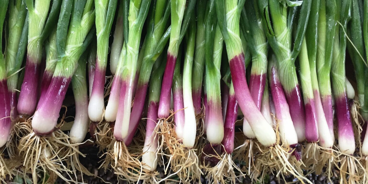 Fresh at Farmers Markets This Week - ASAP Connections