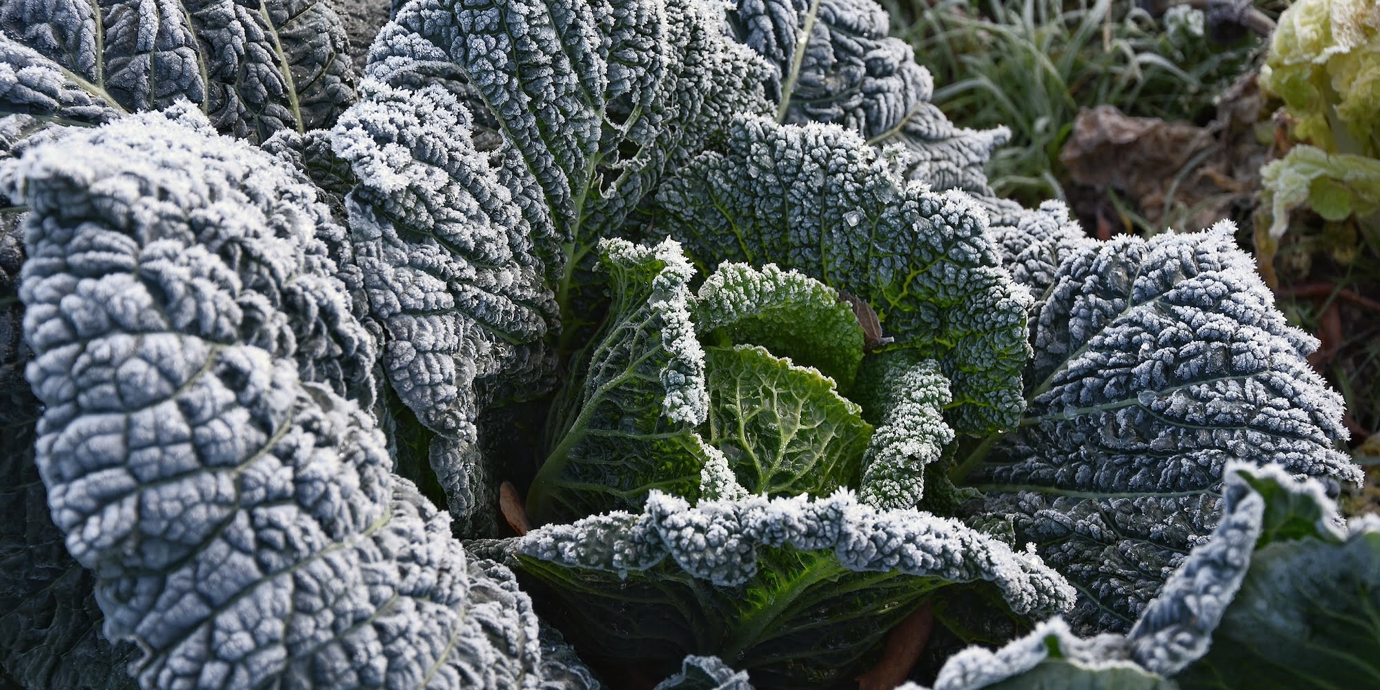 Cabbage with frost