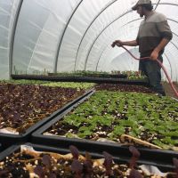 Greenshine Farm