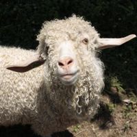 Good Fibrations
