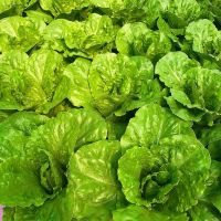 Terra Lingua Growers