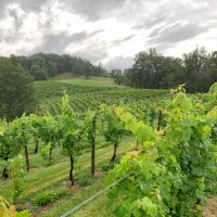 Addison Farms Vineyard