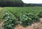 Farm Manager