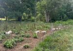Weaned Pigs for Sale