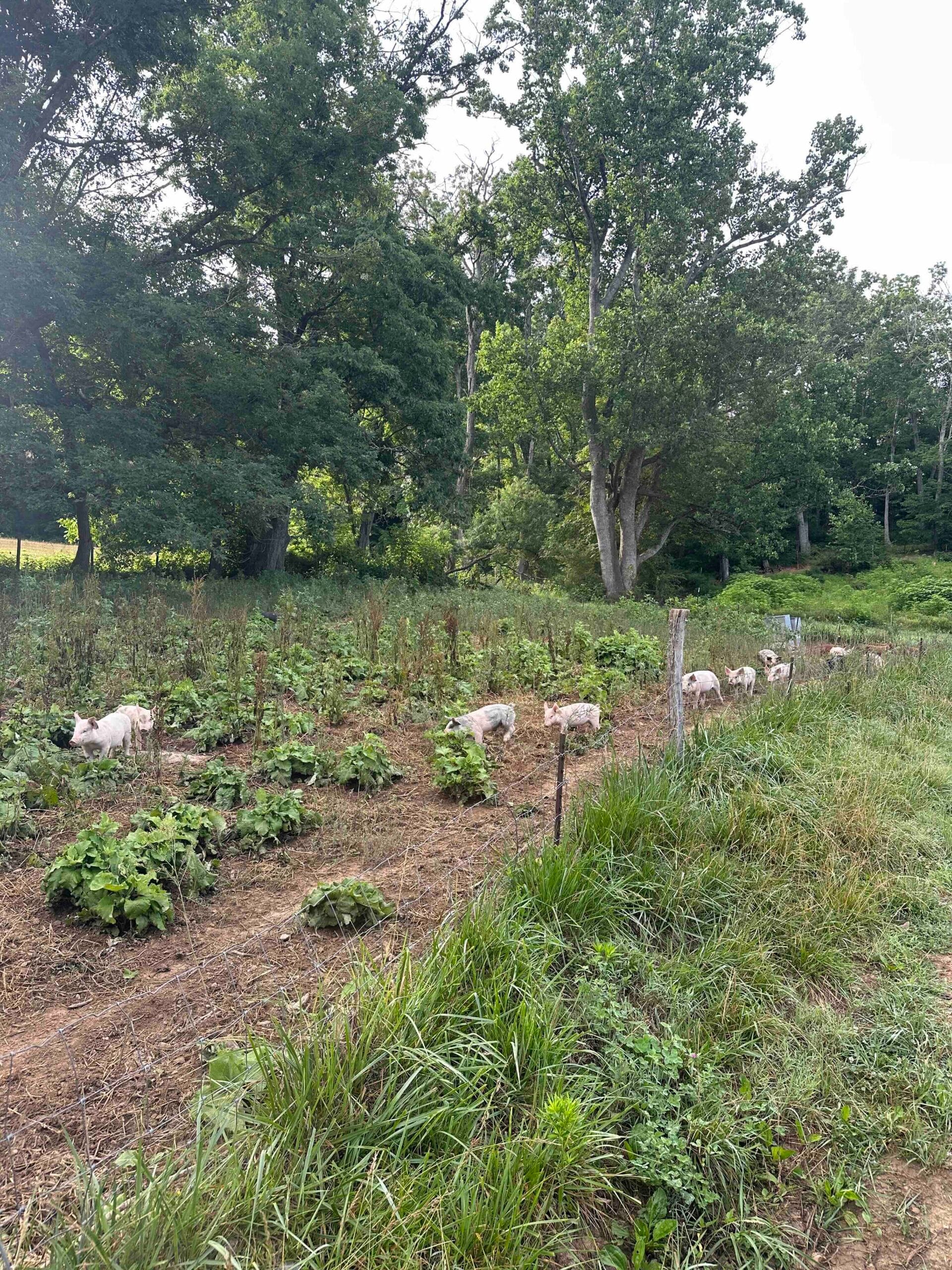 Weaned Pigs for Sale
