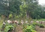Weaned Pigs for Sale