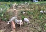 Weaned Pigs for Sale