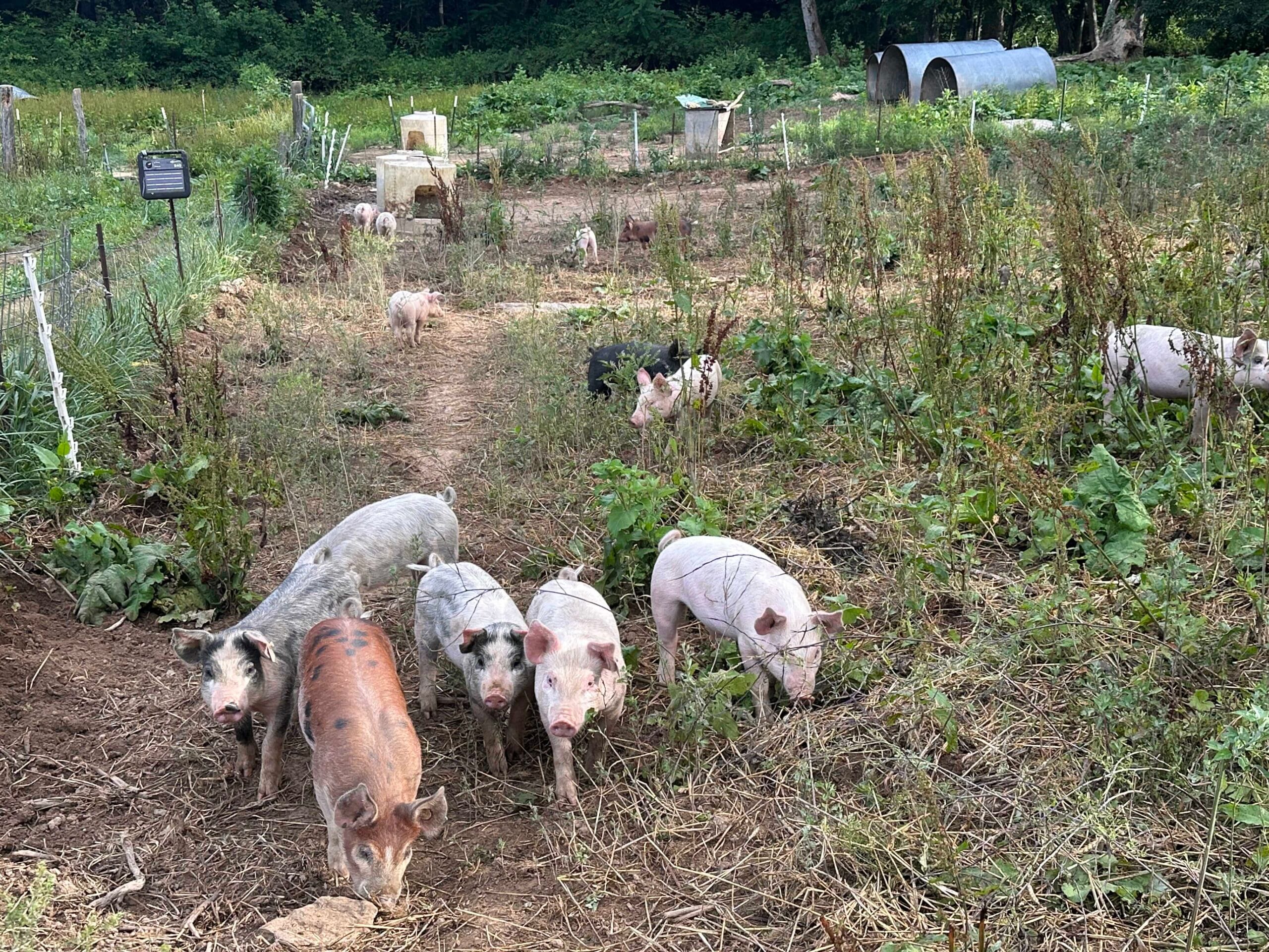 Weaned Pigs for Sale