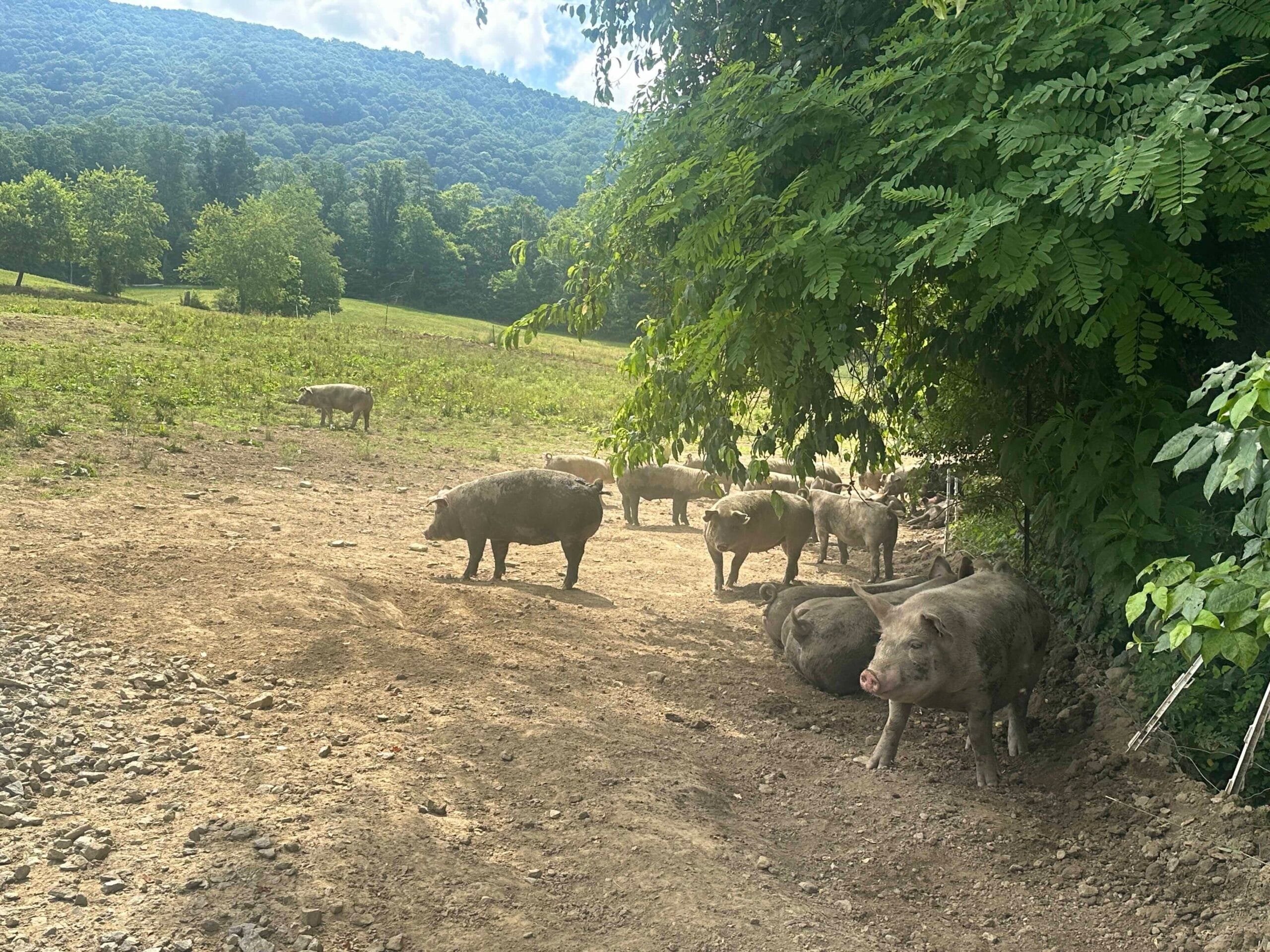 Top Hogs for sale