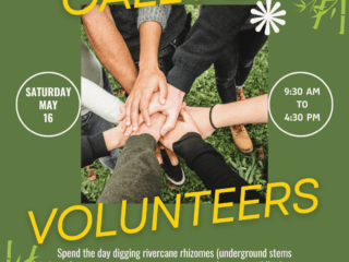 Rivercane-Volunteer-Days