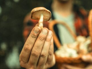 beginner-mushroom-growing-shiitake-focus-copy