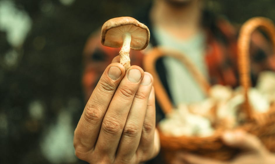 Farm Assistant – Mushroom Production (Beginner Friendly)