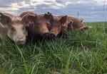 Apprentice at Weathertop Farm–a Regenerative Grazing Operation in the Virginia Blue Ridge!