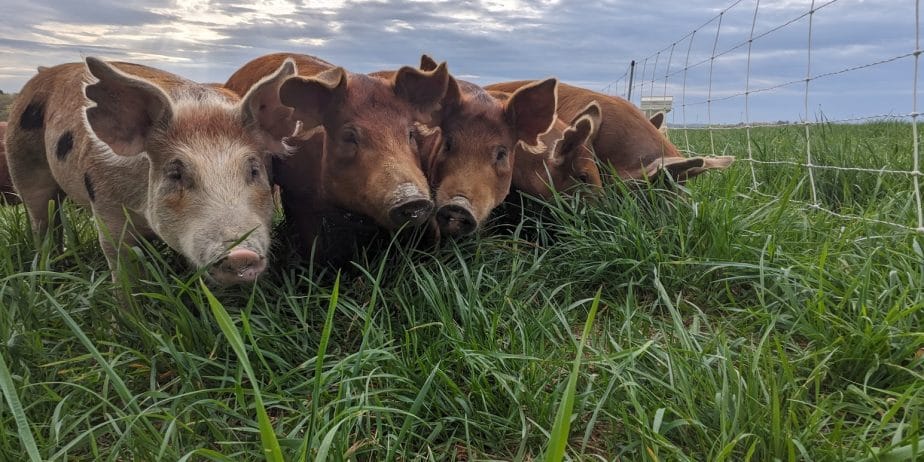 Apprentice at Weathertop Farm–a Regenerative Grazing Operation in the Virginia Blue Ridge!