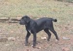 Goats for Sale & Pyrenees/Lab puppy