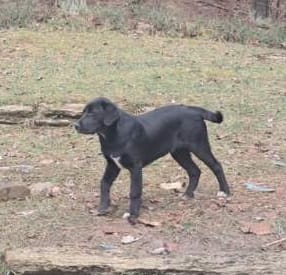 Goats for Sale & Pyrenees/Lab puppy