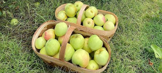 ginger gold apples from Creasman Farms