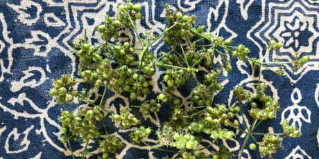 green coriander