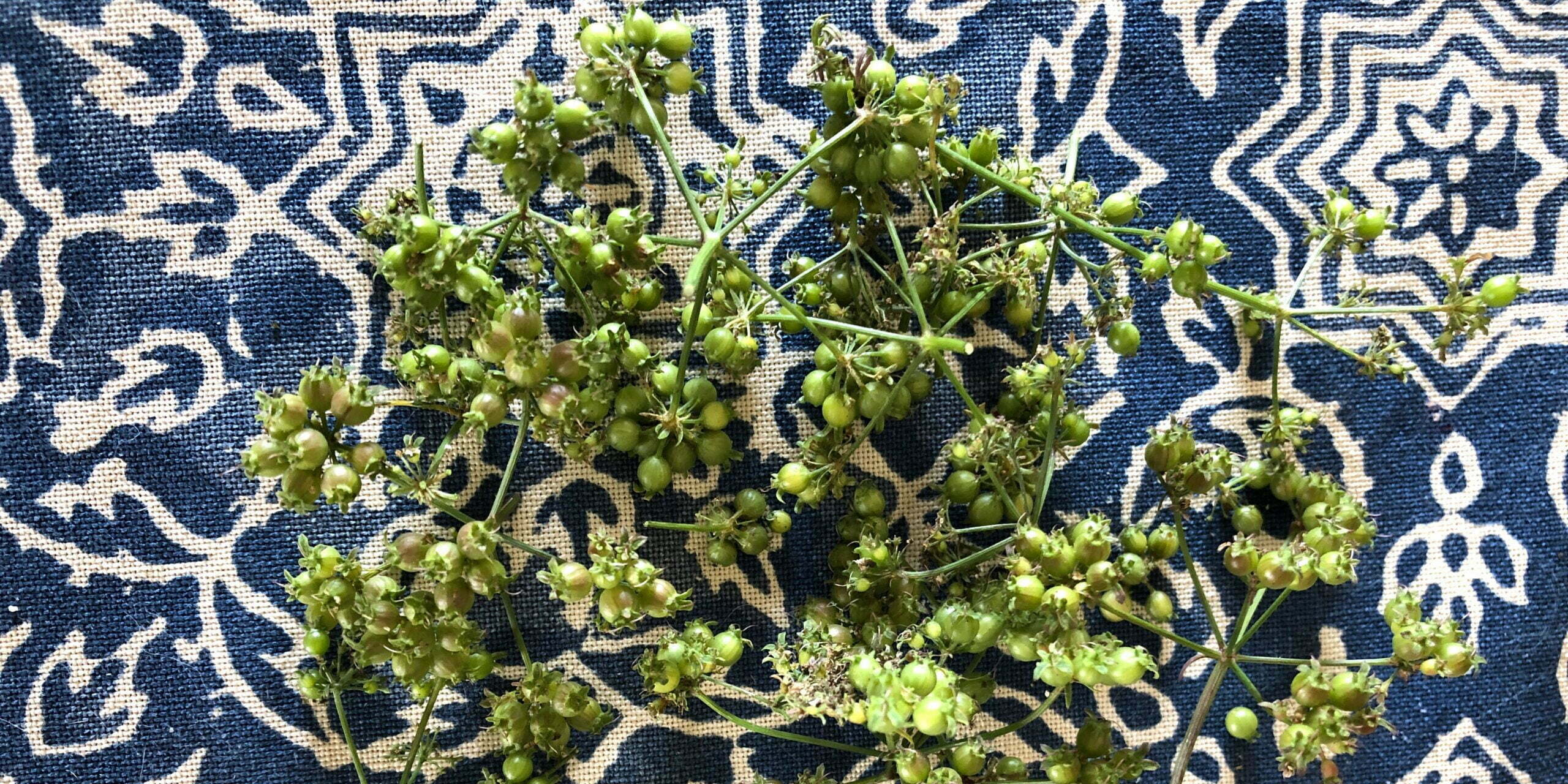 green coriander