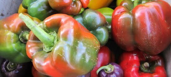 mixed bell peppers