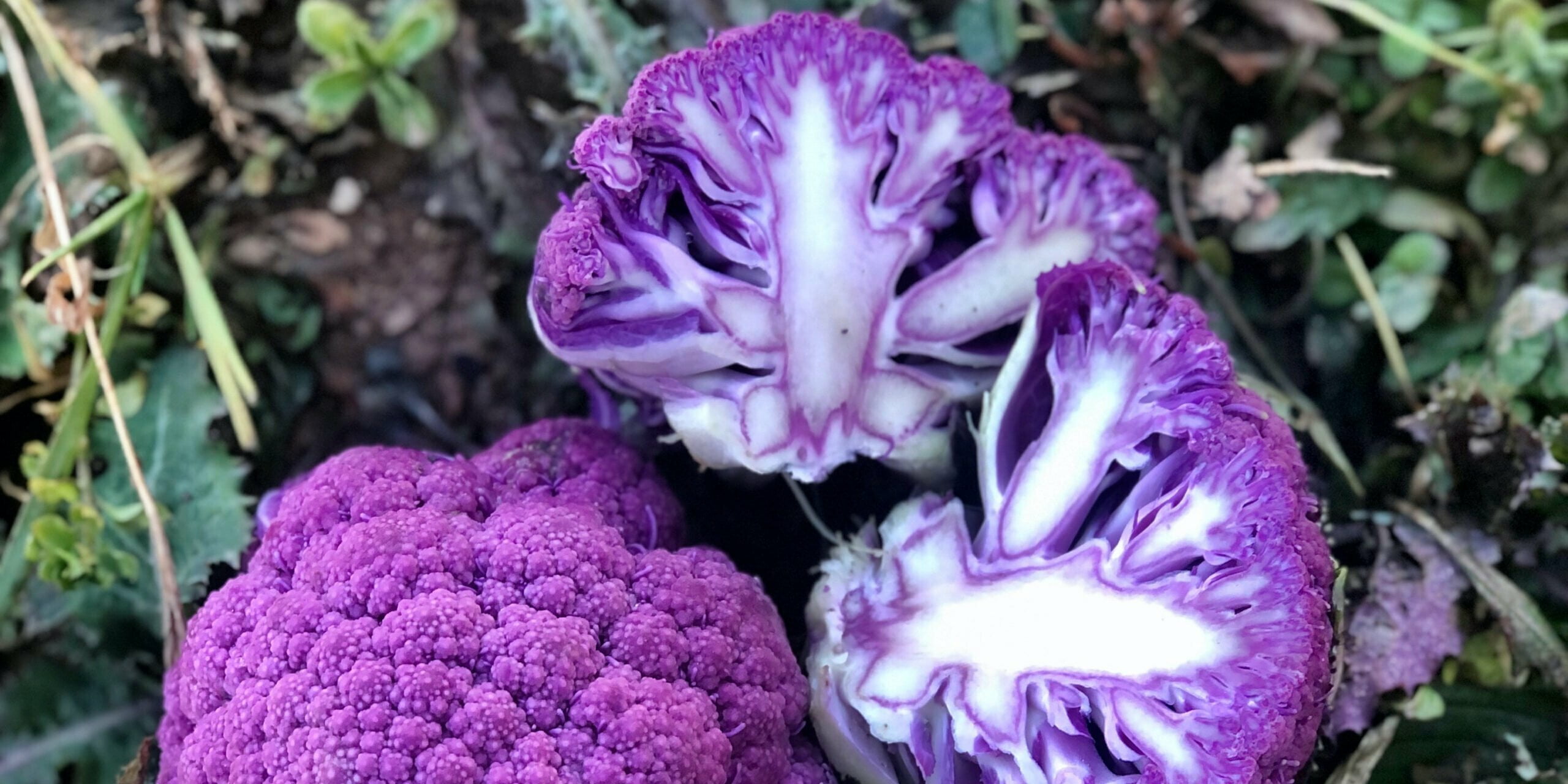 purple cauliflower from Olivette Farm