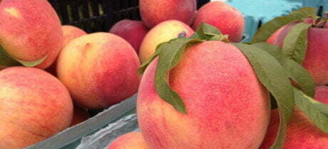 Lyda & Sons Family Orchard peaches