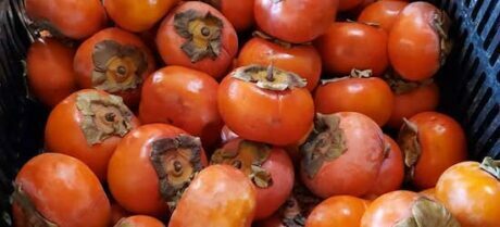 persimmons from Lees One Fortune Farm 550x250