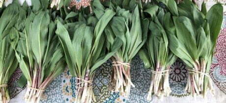 ramps from Wild Goods