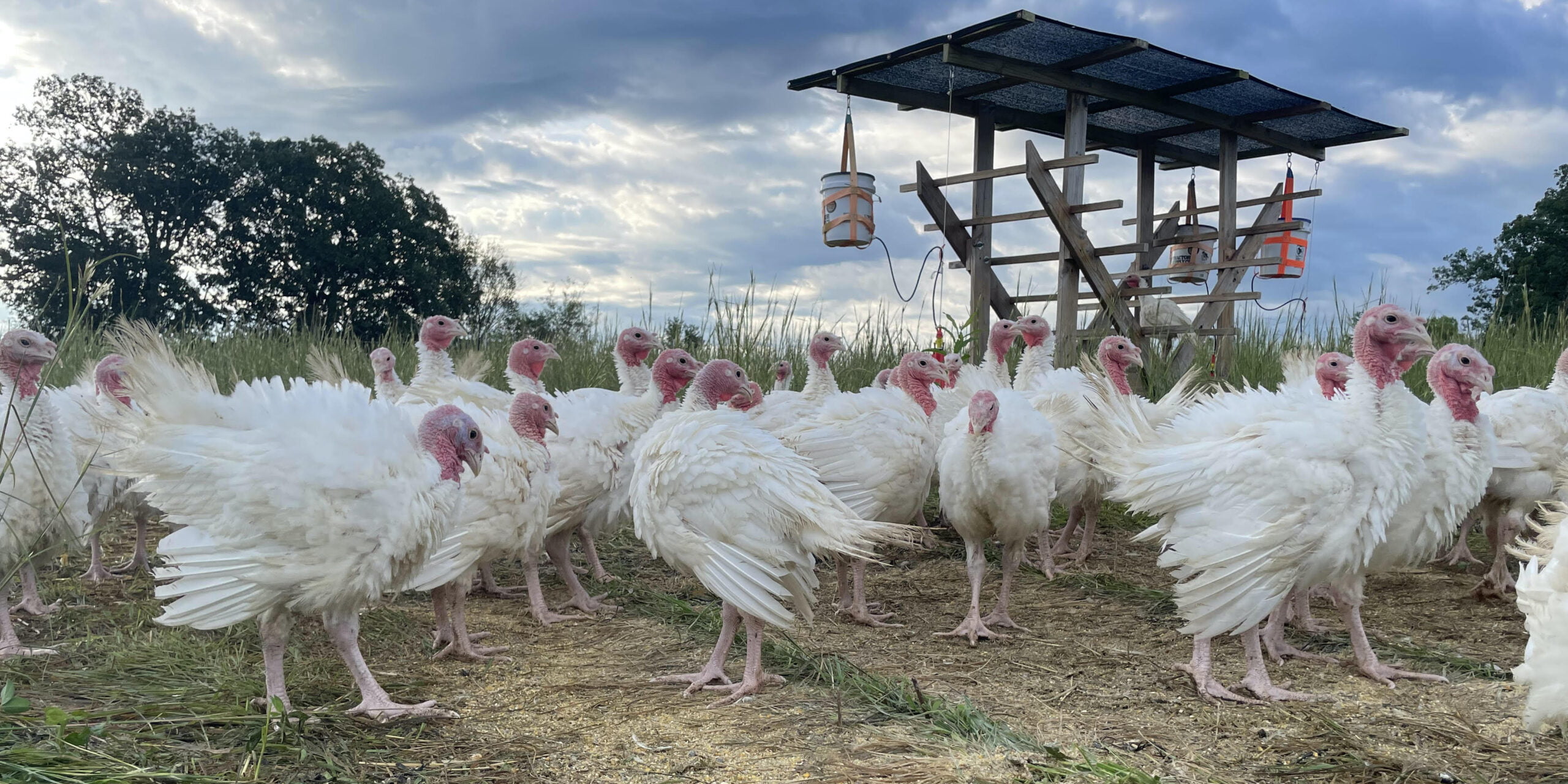 turkeys at SLAP Farms
