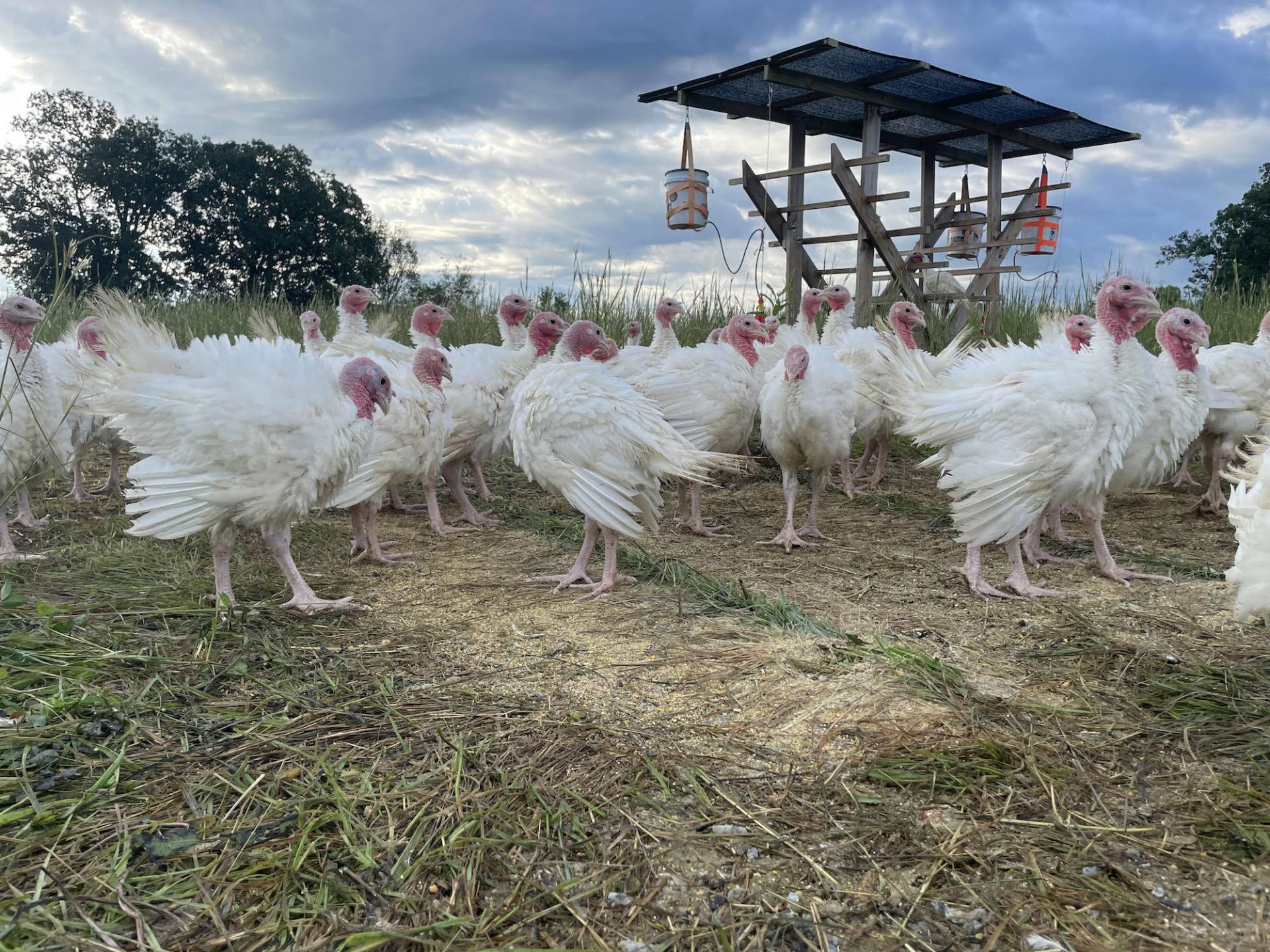 SLAP Farms turkeys