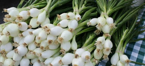 Spring onions at farmers markets
