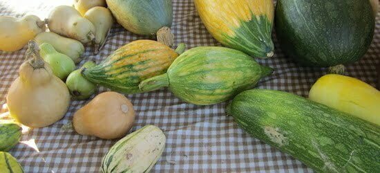 summer and winter squash