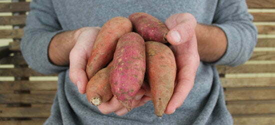 a handful of sweet potatoes